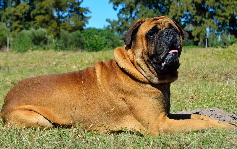 Bullmastiff temperament