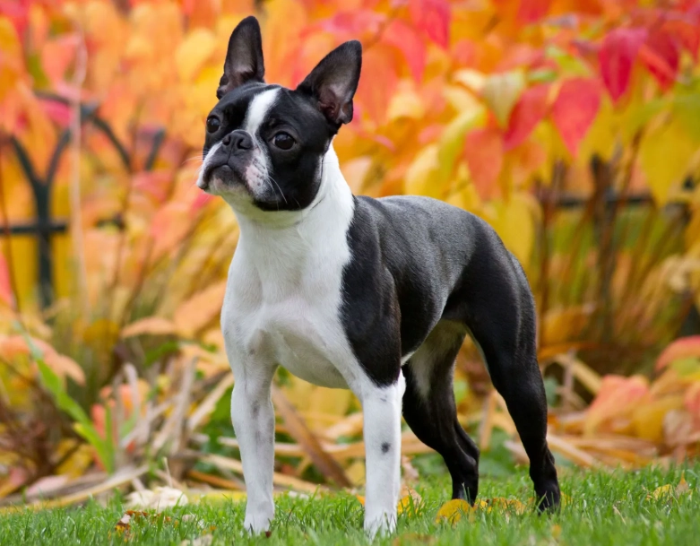 Boston Terrier temperament