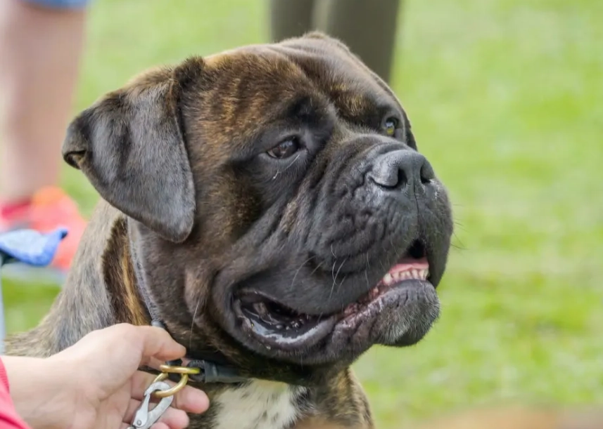 Is a Bullmastiff a good family dog?