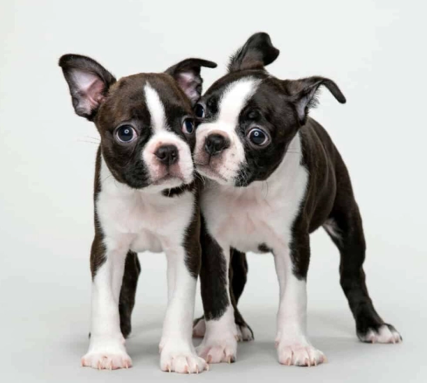 good family dogs