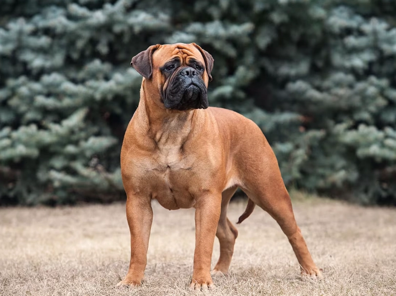 Bullmastiff family dog
