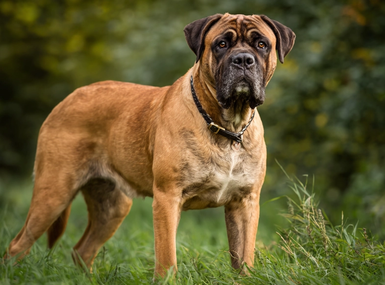 Bullmastiff temperament