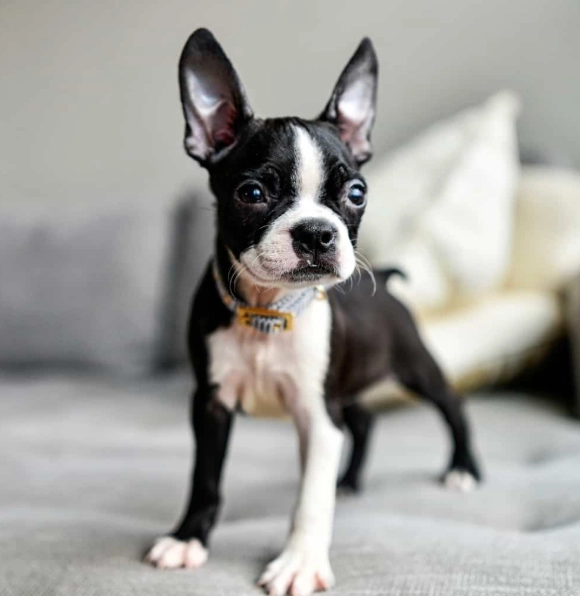 Boston Terrier temperament