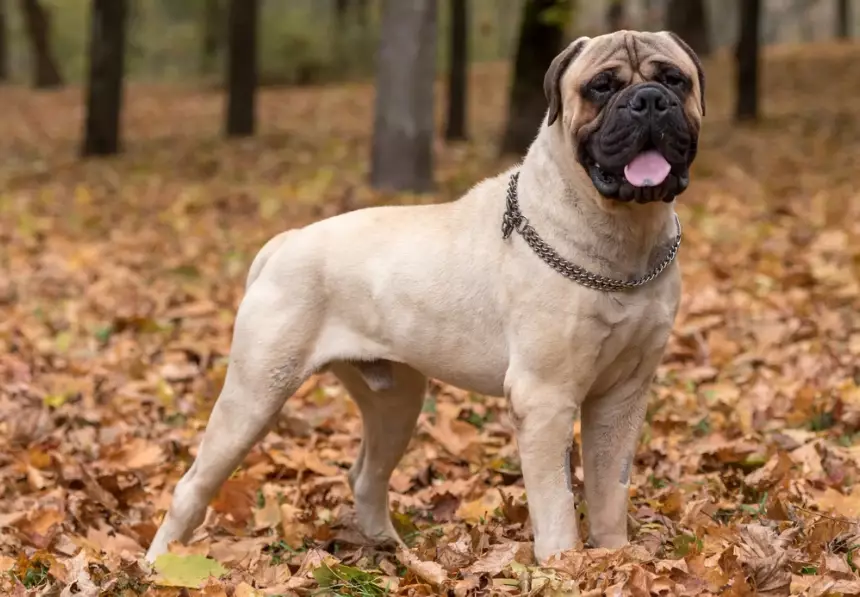 Bullmastiff with kids