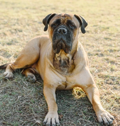 Bullmastiff with kids