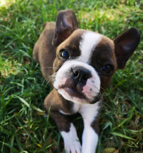 Boston Terrier family dog