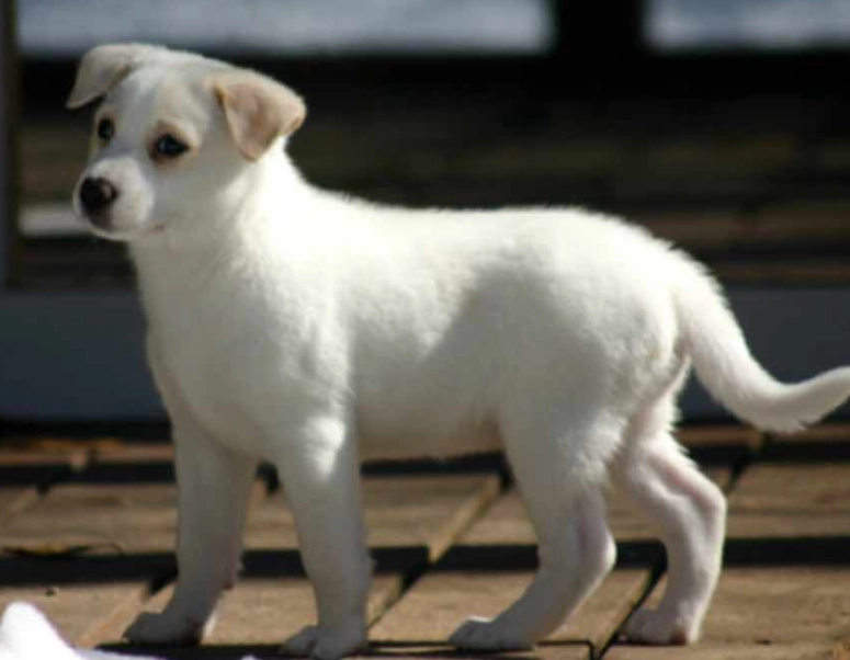 Canaan Dog training
