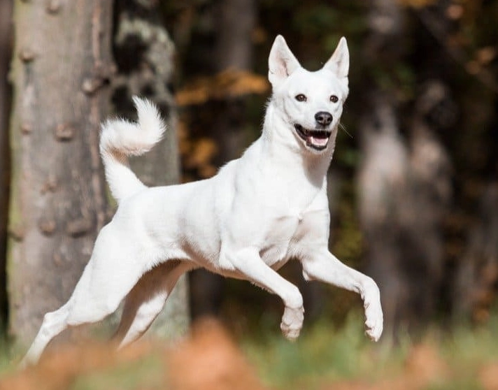 Canaan Dog training