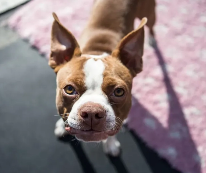 Boston Terrier health problems