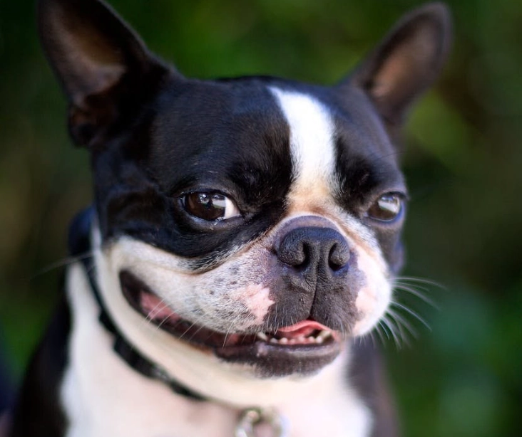 Boston Terrier pros and cons