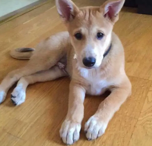 Canaan Dog temperament