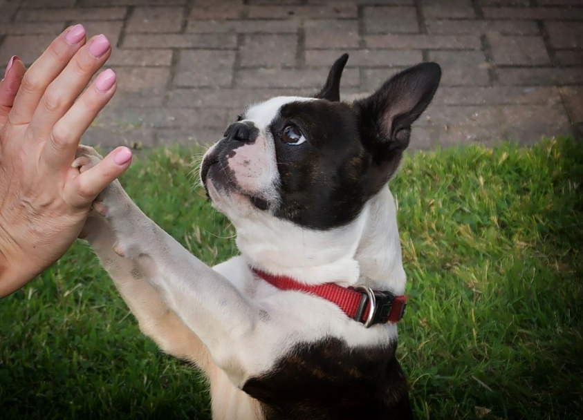 Boston Terrier personality