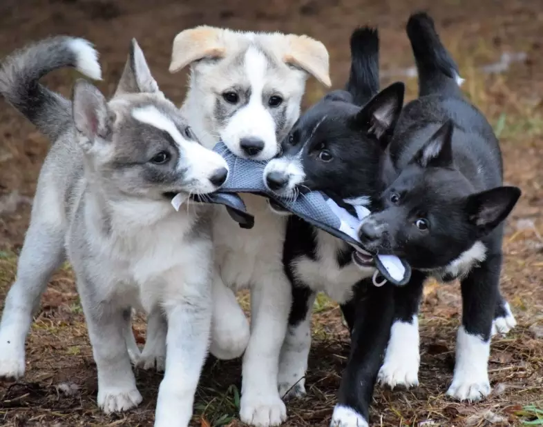 Canaan Dog training