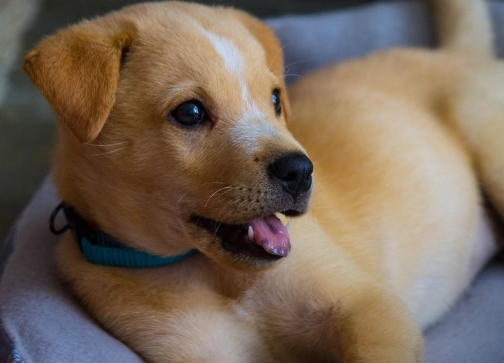 Canaan Dog puppy