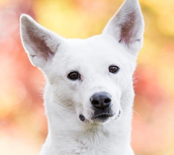 Canaan Dog temperament