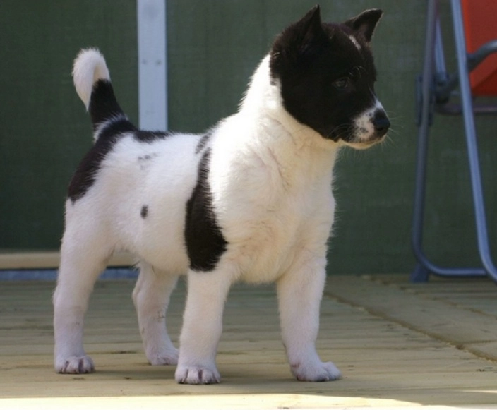 Canaan Dog temperament