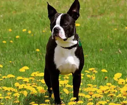 What are the pros and cons of a Boston Terrier?