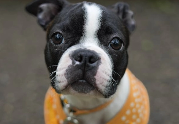 how long do Boston Terriers live