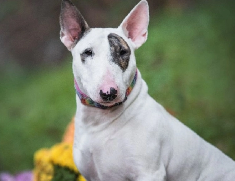Bull Terrier care