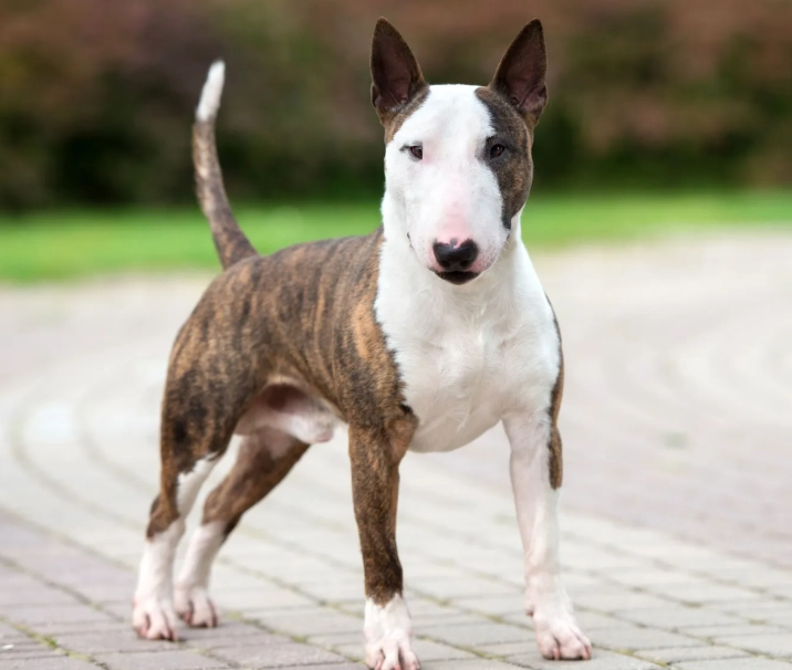 Bull Terrier characteristics