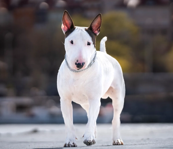 What are Bull Terriers known for?