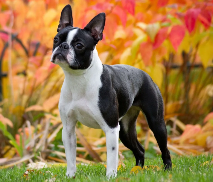 Boston Terrier health problems