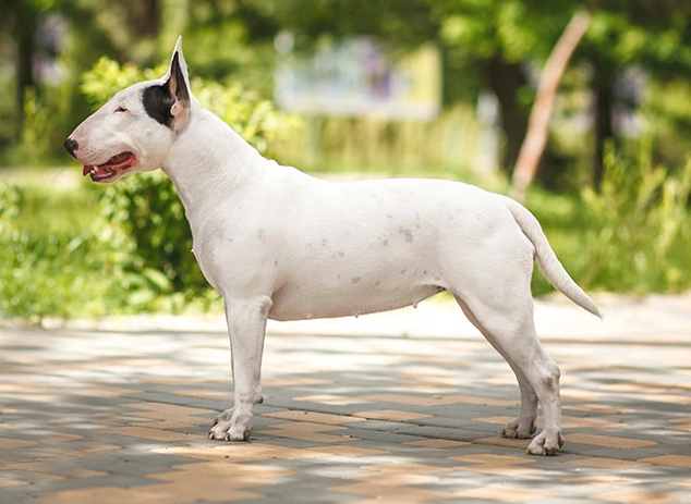 Bull Terrier care