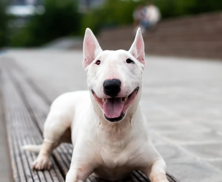 Bull Terrier temperament