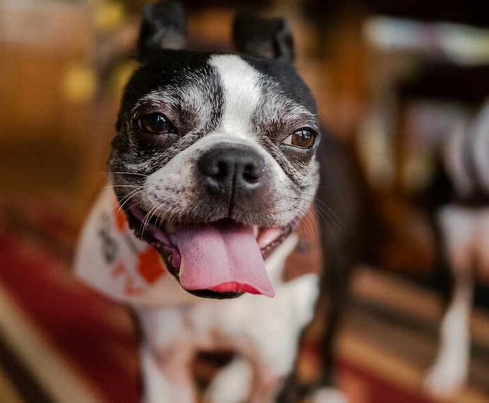 how long do Boston Terriers live