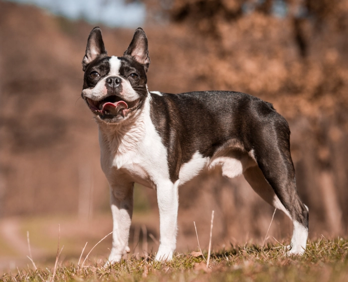 Boston Terrier health problems