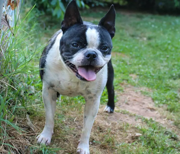 Boston Terrier health problems