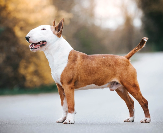 Bull Terrier temperament