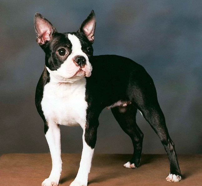 how long do Boston Terriers live