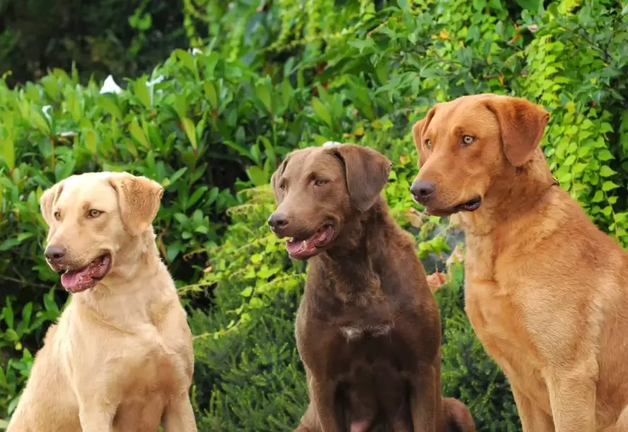 chesapeake bay retriever colors