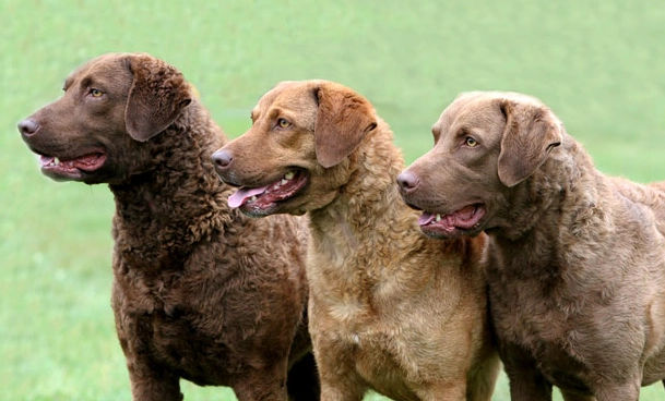 chesapeake bay retriever colors