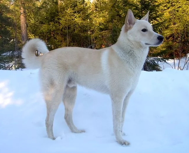 Canaan Dog weight