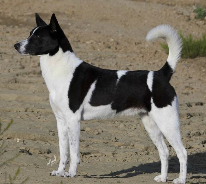 Canaan Dog breed standard