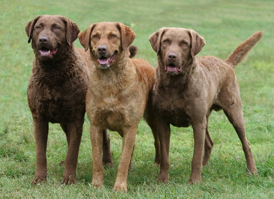 chesapeake bay retriever coat