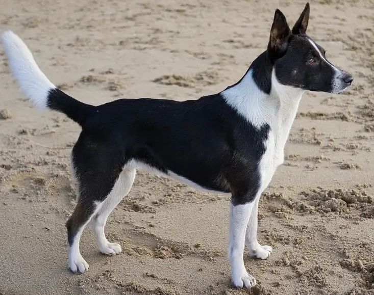 Canaan Dog breed standard