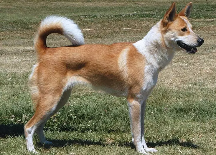 Canaan Dog size