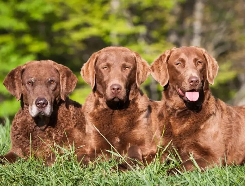 deadgrass color dog