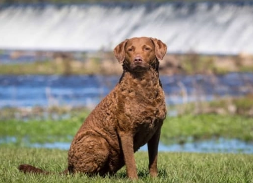 deadgrass color dog