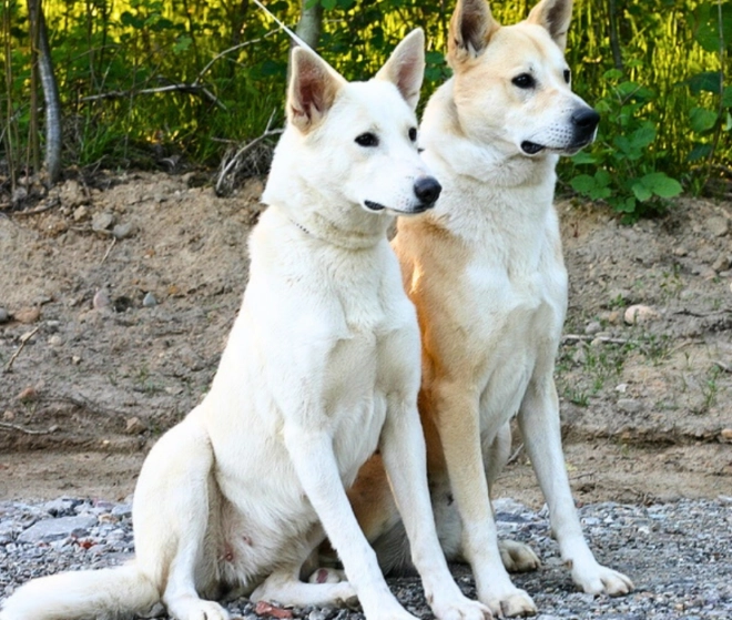 Canaan Dog weight