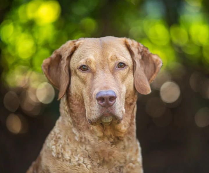 chesapeake bay retriever coat